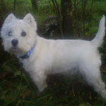 Photo of Milo, rescued and rehomed by Westie Rescue Ireland