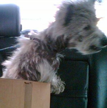 Westie Skin Problems